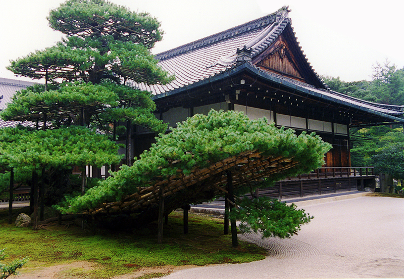 金閣寺 ～西方浄土への旅立ちを待ち続ける老松 | 京都トリビア
