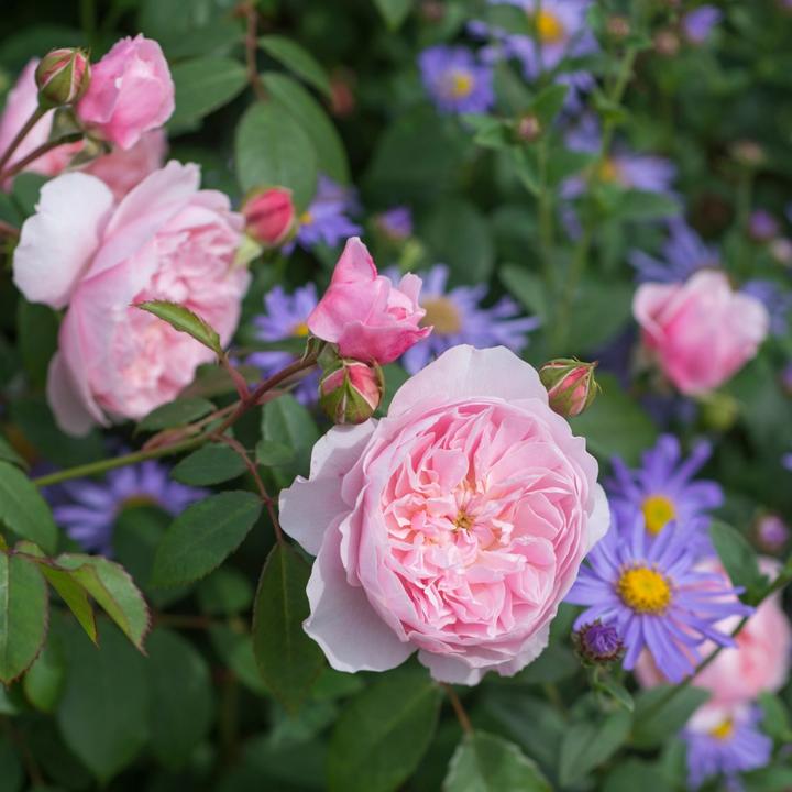 ウィズレー2008 鉢苗 - Wisley® 2008 Potted (Ausbreeze) – David