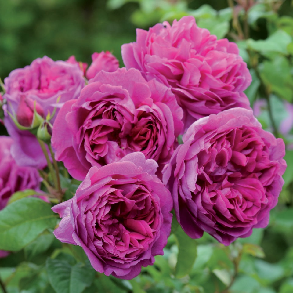 ヤング・リシダス裸苗 - Young Lycidas (Ausvibrant) – David Austin