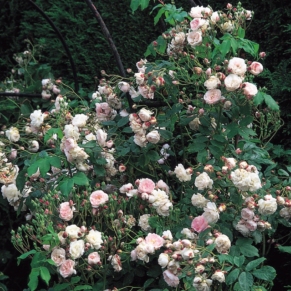 ブラッシュ・ノワゼット裸苗 - Blush Noisette – David Austin Roses Japan