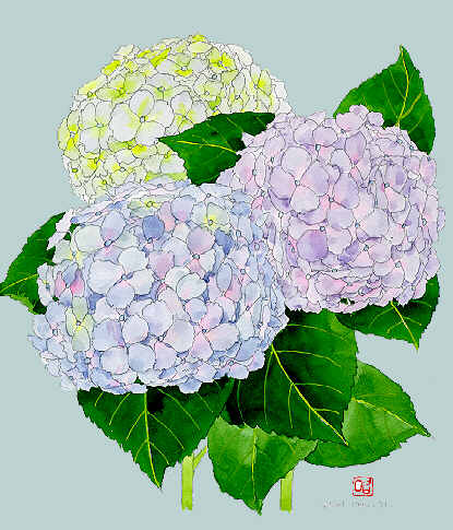 アジサイ1 紫陽花 四季の草花スケッチ29 植物画 絵画 壁紙
