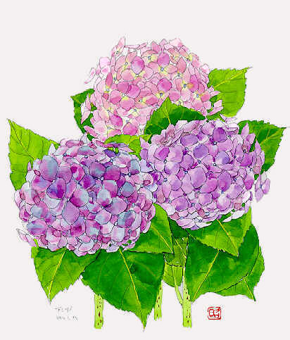 アジサイ3 紫陽花 四季の草花スケッチ31 植物画 絵画 壁紙