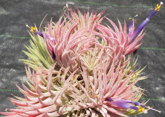 イオナンタ ハワイアンフロスト