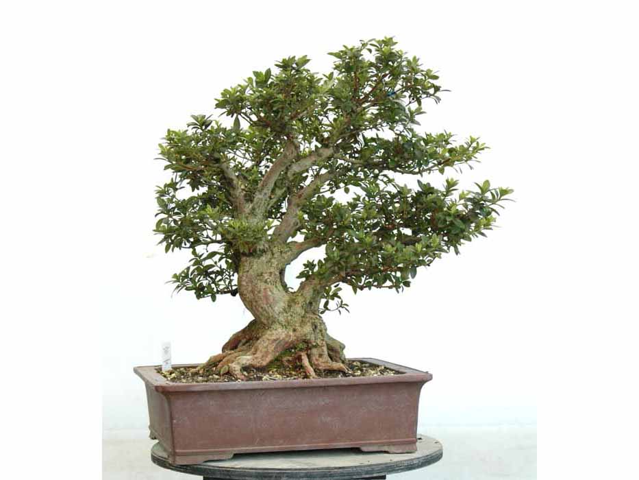 販売済---- : ヤマカ園芸, 皐月販売