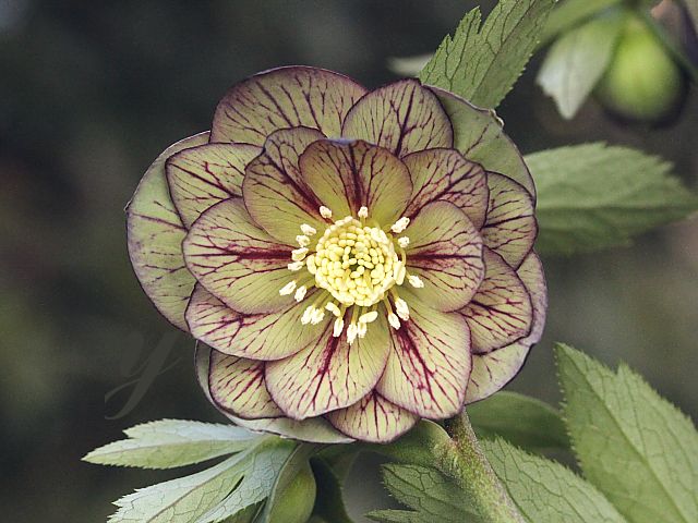 クリスマスローズ ddグリーンバイカラーベイン