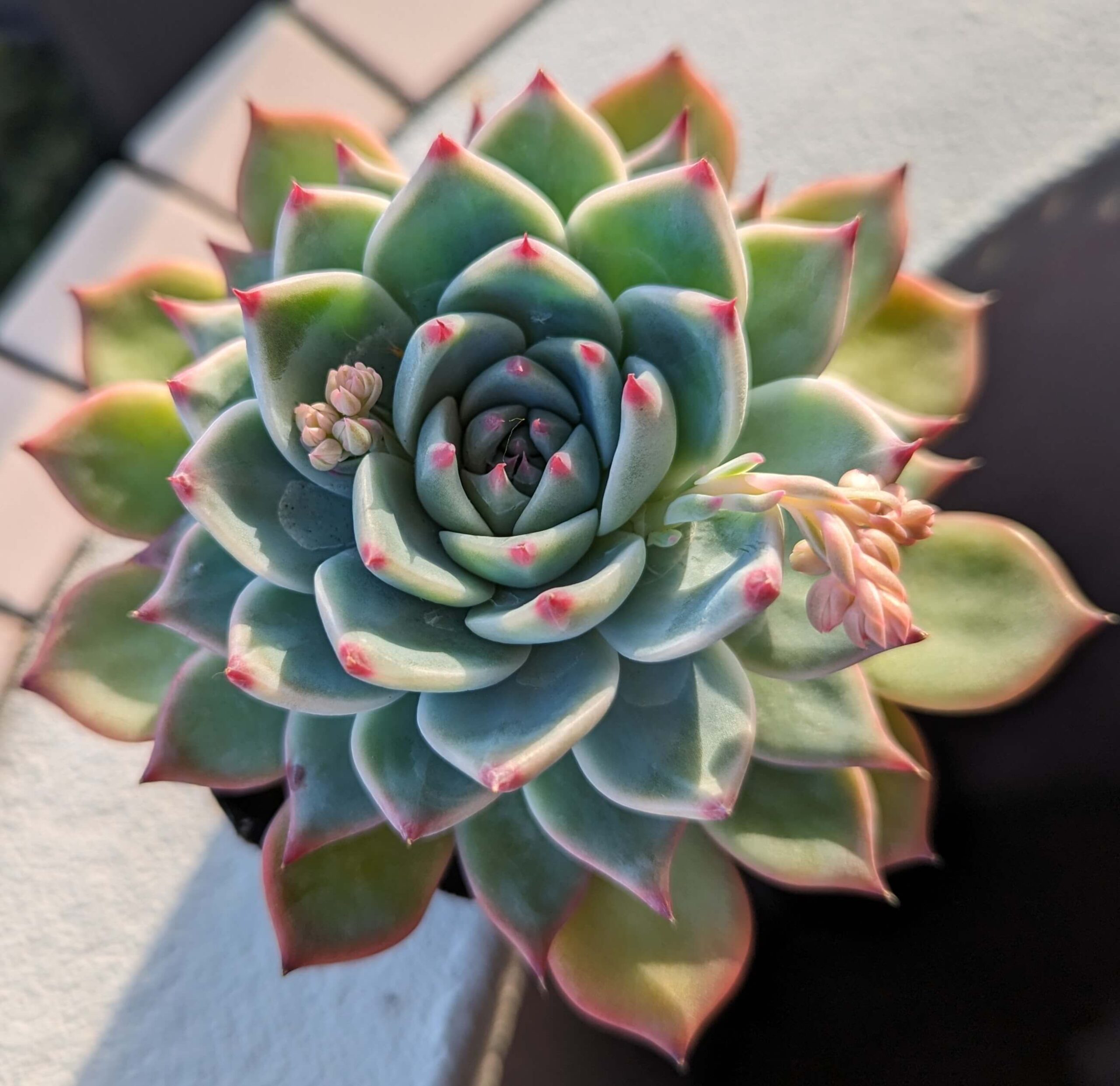 エケベリア】入門：美しい多肉植物の育て方と魅力 | グリーン