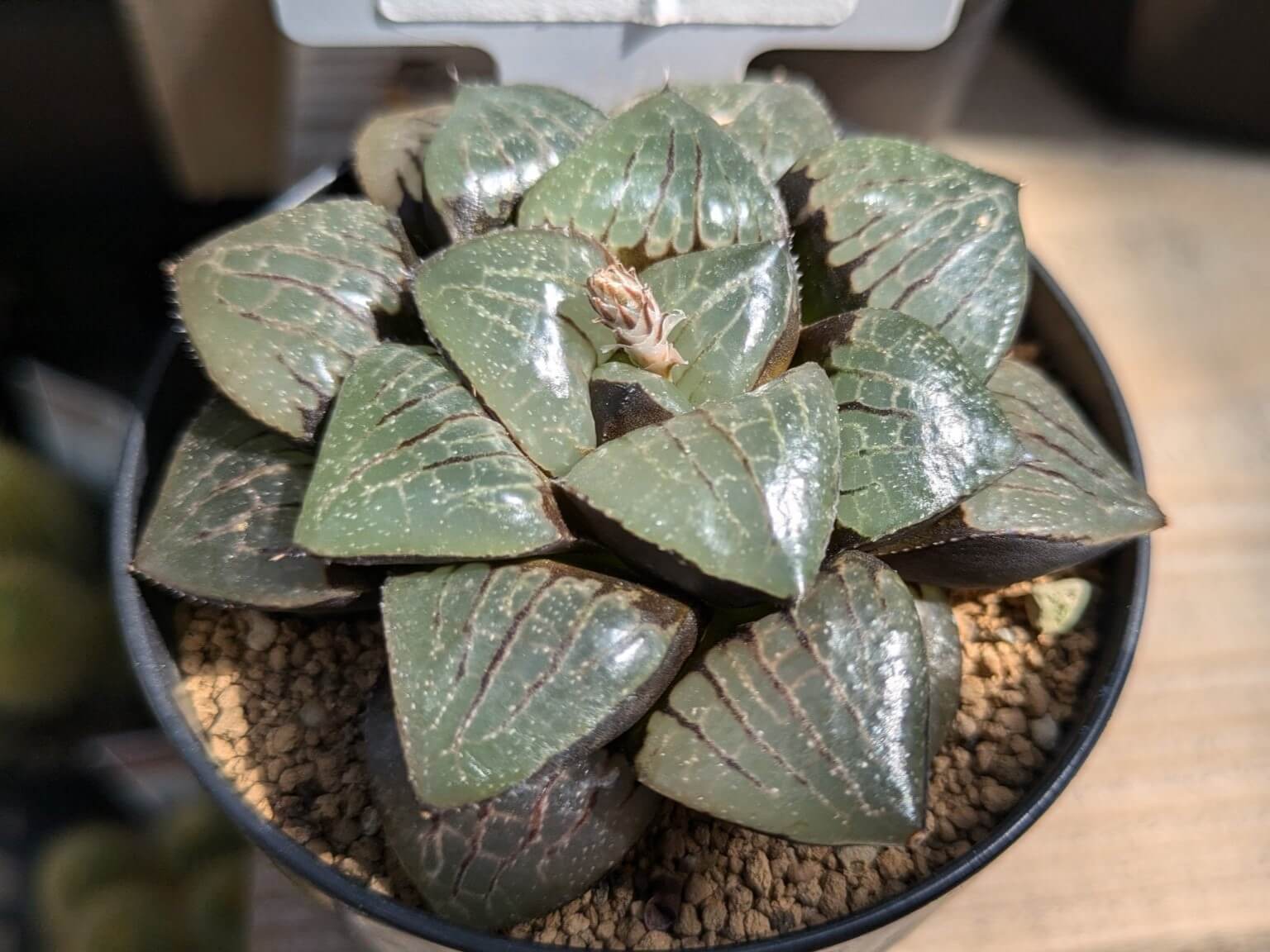 トロピカルナイト】の魅力と育て方：多肉植物で彩るインテリア