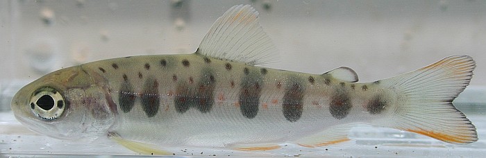 サツキマス・アマゴ ［日淡会］