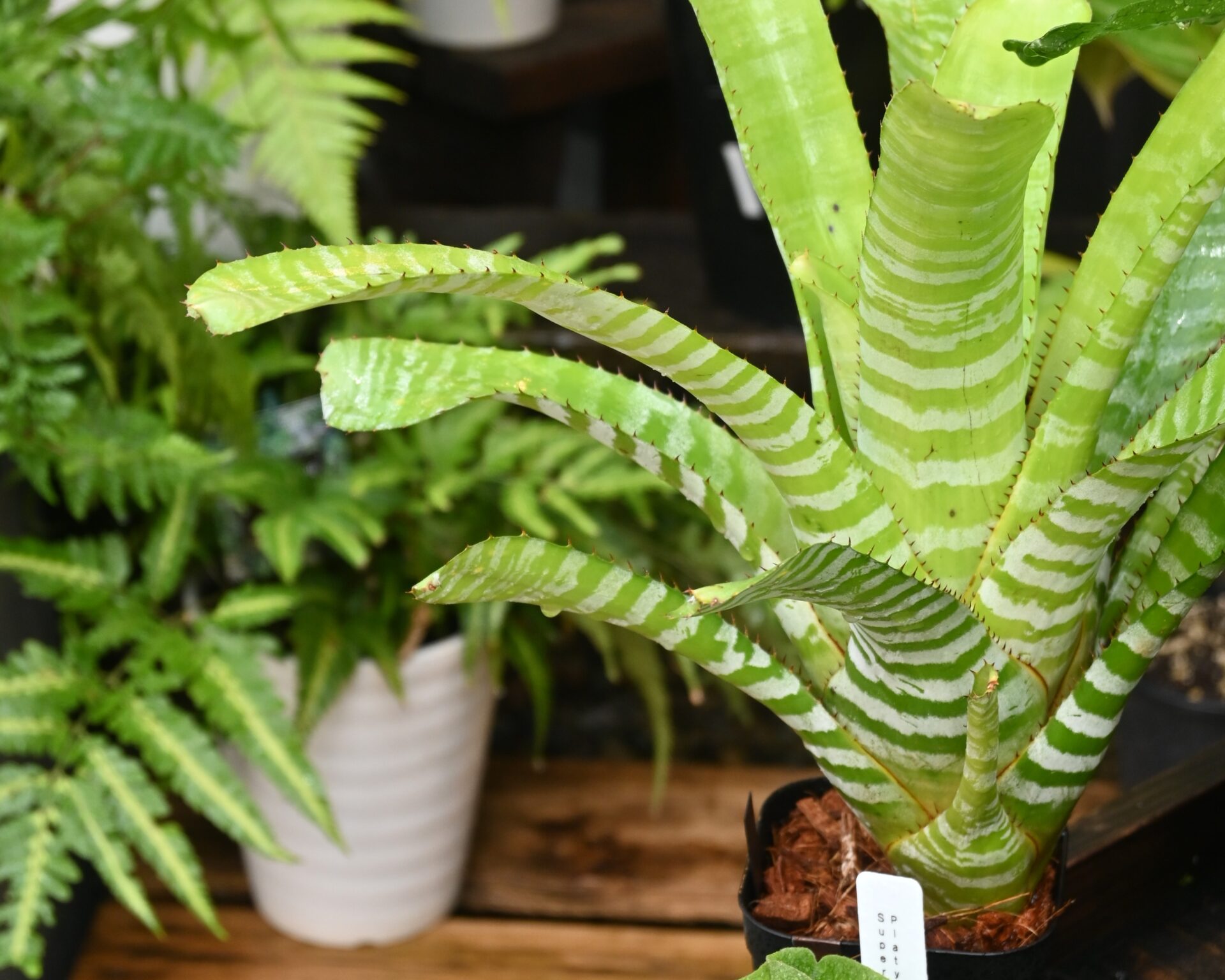 植物入荷情報（2023.11.11）｜お知らせ｜TaiShoDo