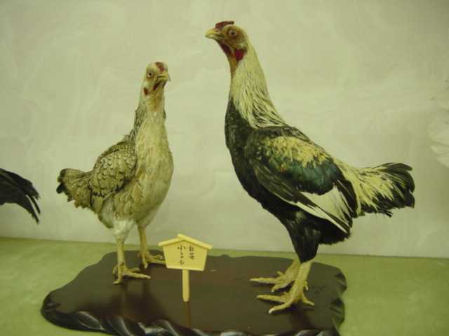 日本鶏剥製展示室（その1）」