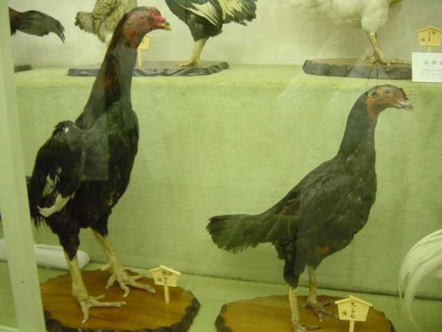 日本鶏剥製展示室（その1）」