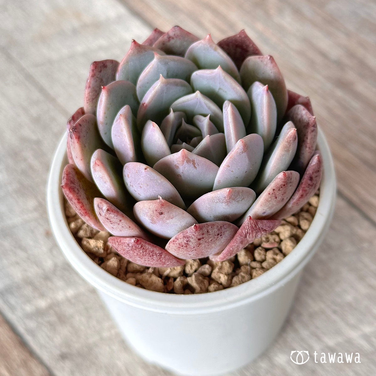 シークレット – 多肉植物の通販・販売サイト tawawa