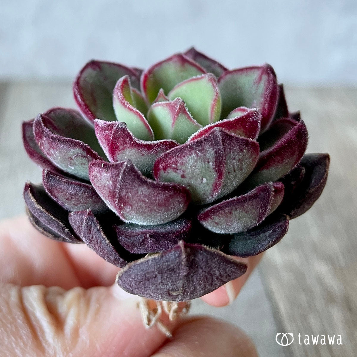 ジョアンダニエル – 多肉植物の通販・販売サイト tawawa