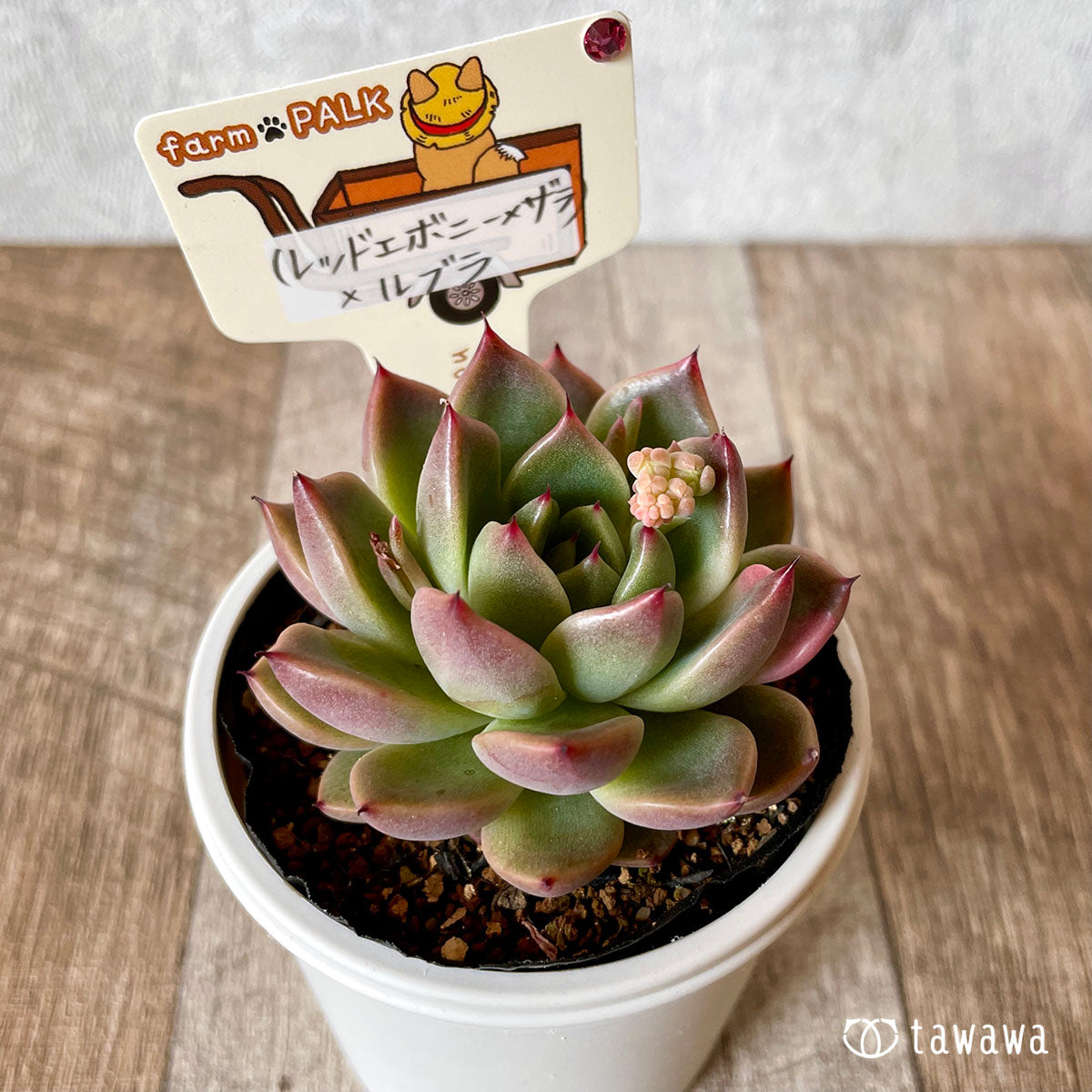 ファームパルク苗 – 多肉植物の通販・販売サイト tawawa
