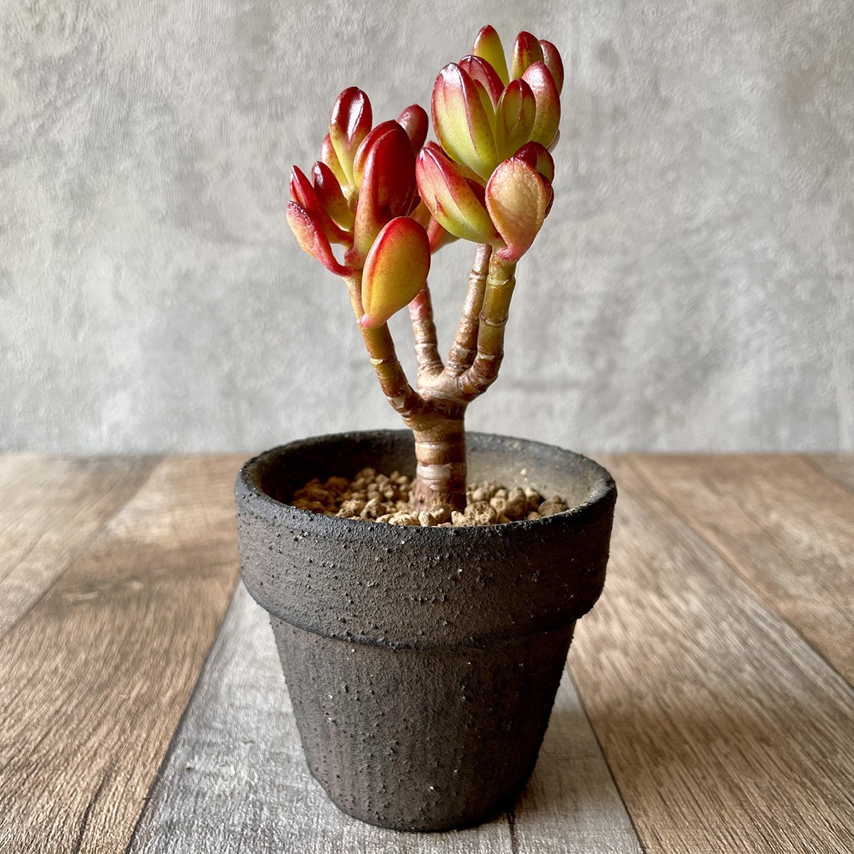 ゴーラム – 多肉植物の通販・販売サイト tawawa