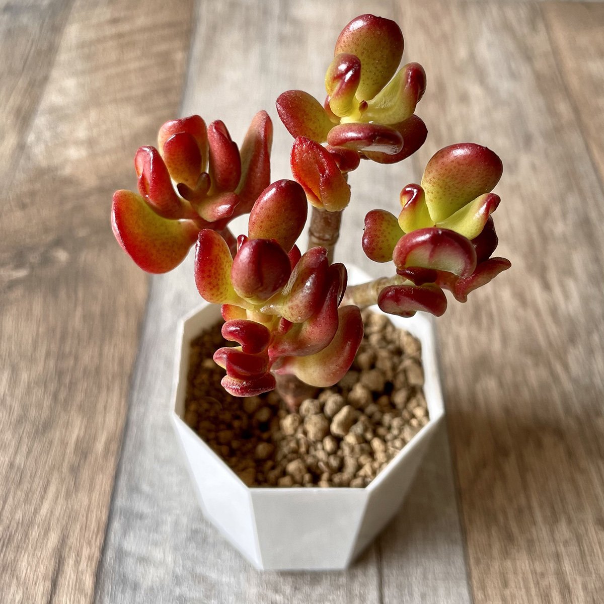 多肉植物 ゴーラム 木立 30cm以上 抜き苗 【公式通販】