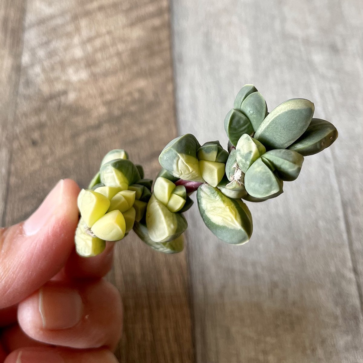 レーマニー錦 – 多肉植物の通販・販売サイト tawawa