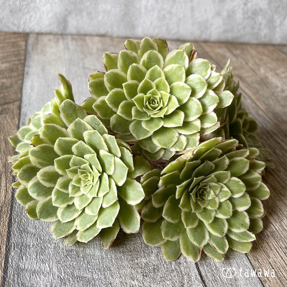 アイス – 多肉植物の通販・販売サイト tawawa