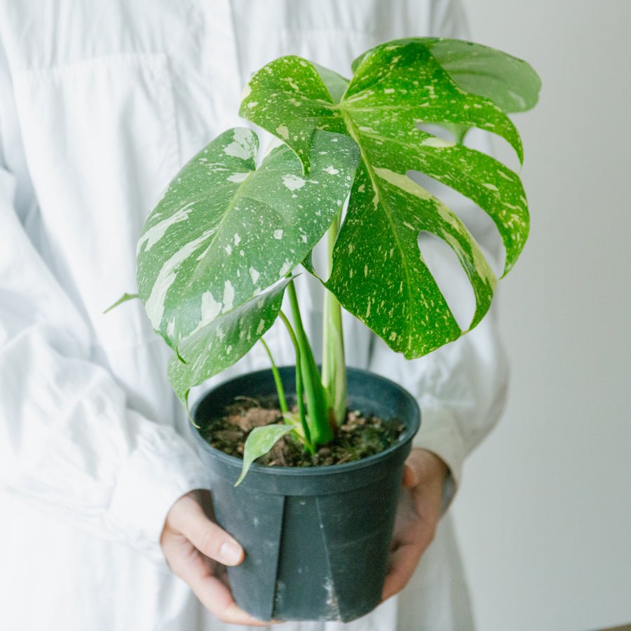 モンステラ タイコンステレーション 5号ならFlower&Plants tette