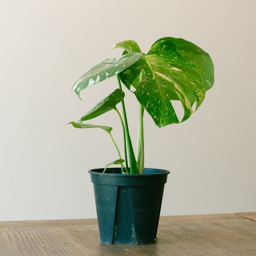 モンステラ タイコンステレーション 5号ならFlower&Plants tette