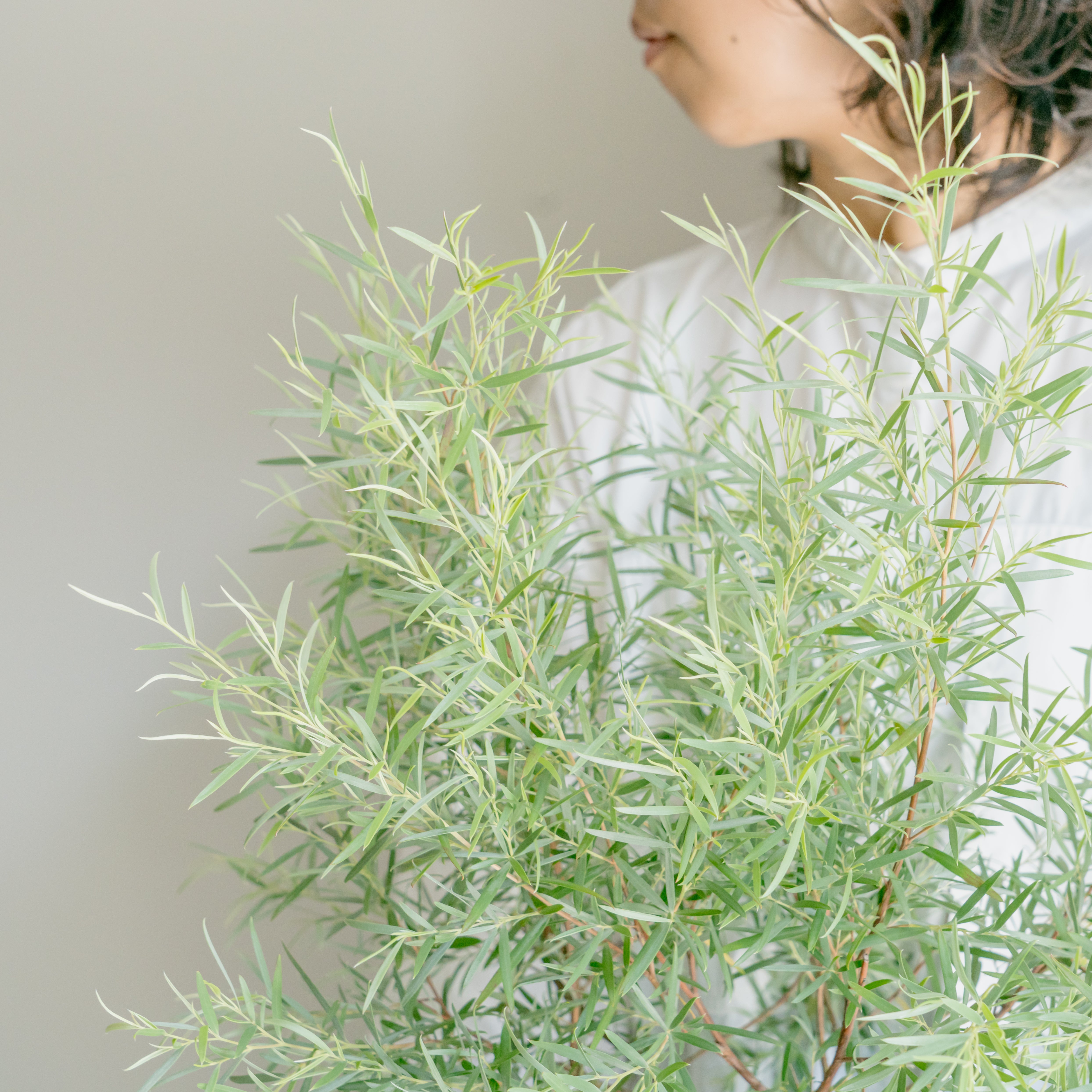 シルバーティーツリーならFlower&Plants tette │「手から手へ、想いを