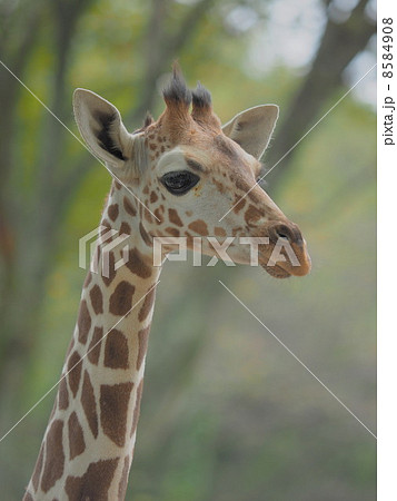 可愛いキリンの赤ちゃんの顔の写真素材 [8584908] - PIXTA