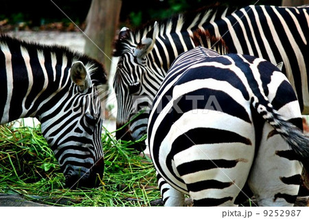 しましましまうまの写真素材 [9252987] - PIXTA