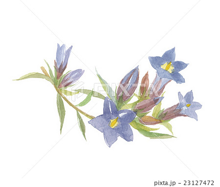 リンドウの花のイラスト素材 [23127472] - PIXTA