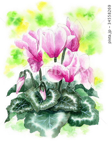 水彩で描いたシクラメンのイラスト素材 [34558269] - PIXTA