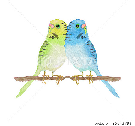 セキセイインコ 水彩 イラストのイラスト素材 [35643793] - PIXTA