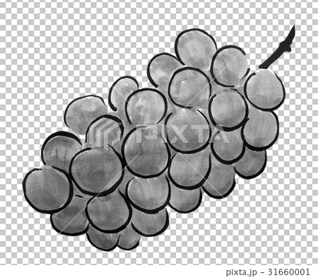 ブドウ ＜水墨画のくだもの＞のイラスト素材 [31660001] - PIXTA