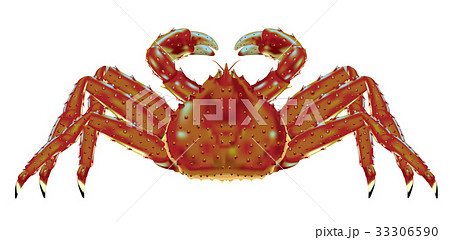 タラバガニのイラスト素材 [33306590] - PIXTA