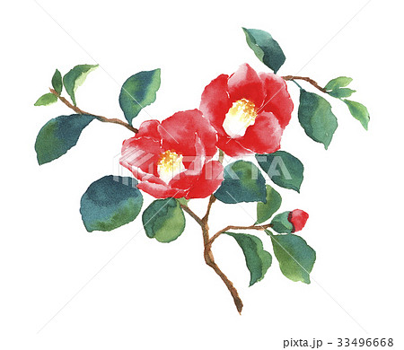 椿 花 水彩画のイラスト素材 [33496668] - PIXTA