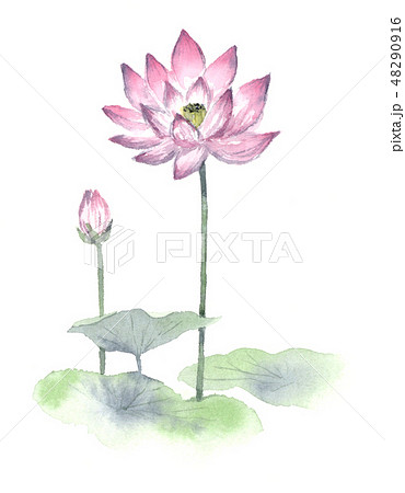 蓮の花 水墨画風 のイラスト素材 [48290916] - PIXTA