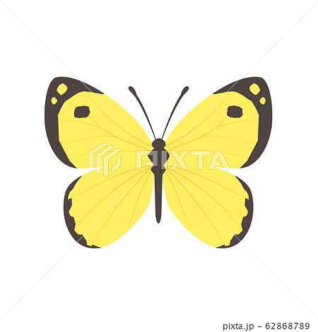 モンキチョウのイラスト素材 [62868789] - PIXTA