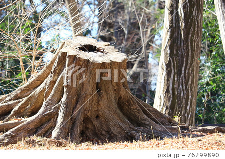 大木の切り株の写真素材 [76299890] - PIXTA