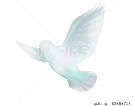 白い鳩の水彩イラストのイラスト素材 [88368718] - PIXTA