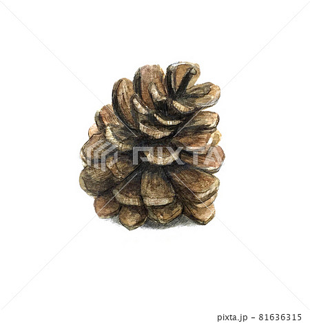 水彩で描いた松ぼっくりのイラスト素材 [81636315] - PIXTA