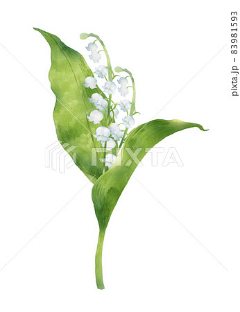 スズランの花の水彩画のイラスト素材 [83981593] - PIXTA