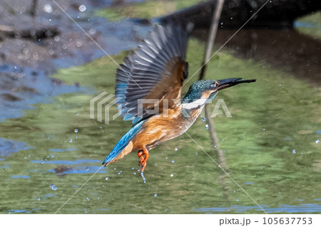 木を咥えるカワセミ 餌取り失敗の写真素材 [105637753] - PIXTA
