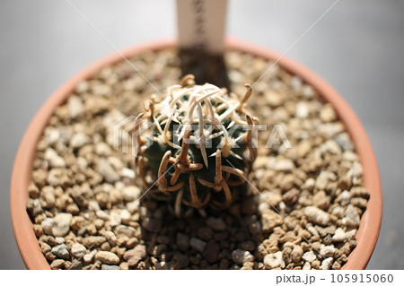 サボテン ペディオカクタス 飛鳥 斑鳩の写真素材 [105915060] - PIXTA