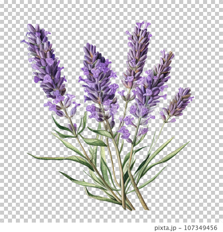 ラベンダー ボタニカルアート Lavenderのイラスト素材 [107349456] - PIXTA
