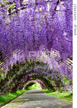 鬼滅の刃聖地巡礼 河内藤園の藤トンネルの写真素材 [102619927] - PIXTA