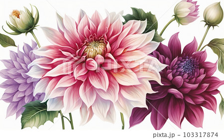 ダリアの花の水彩画のイラスト素材 [103317874] - PIXTA