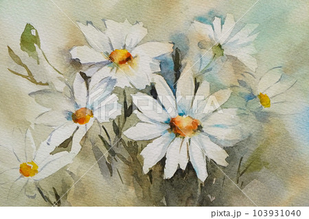マーガレット 水彩画 のイラスト素材 [103931040] - PIXTA