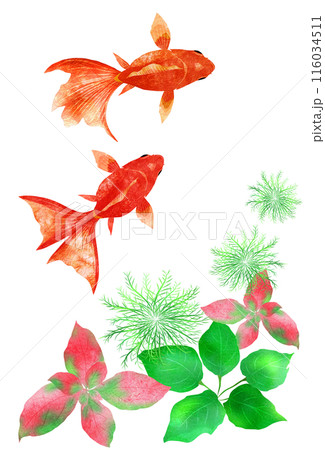 夏向きの涼しい金魚と水草イラストのイラスト素材 [116034511] - PIXTA