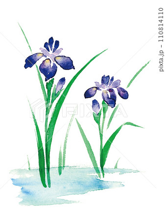 菖蒲の花の水彩イラストのイラスト素材 [110814110] - PIXTA