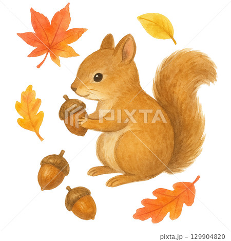 リスとどんぐりのイラスト（秋・紅葉・切り抜き）のイラスト素材