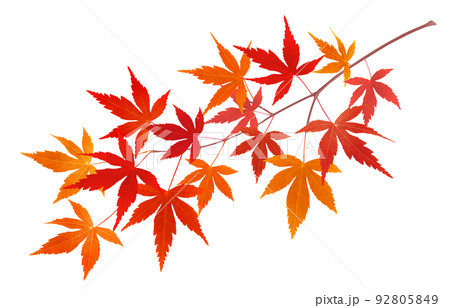 紅葉 枝 もみじ 植物のイラスト素材 - PIXTA