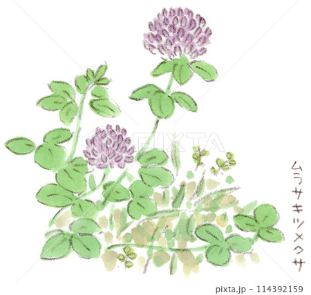 ムラサキツメクサのイラスト素材 - PIXTA